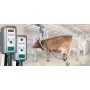 Central Milk line  iritrade